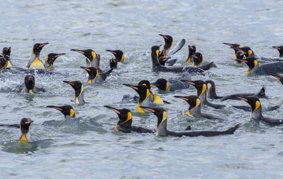 Pingüino Rey - islas Georgias del Sur 083.jpg